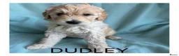 Mixed Breed dogs for sale: Multigeneration Cream/Apricot Double Labradoodles  - Advert 31
