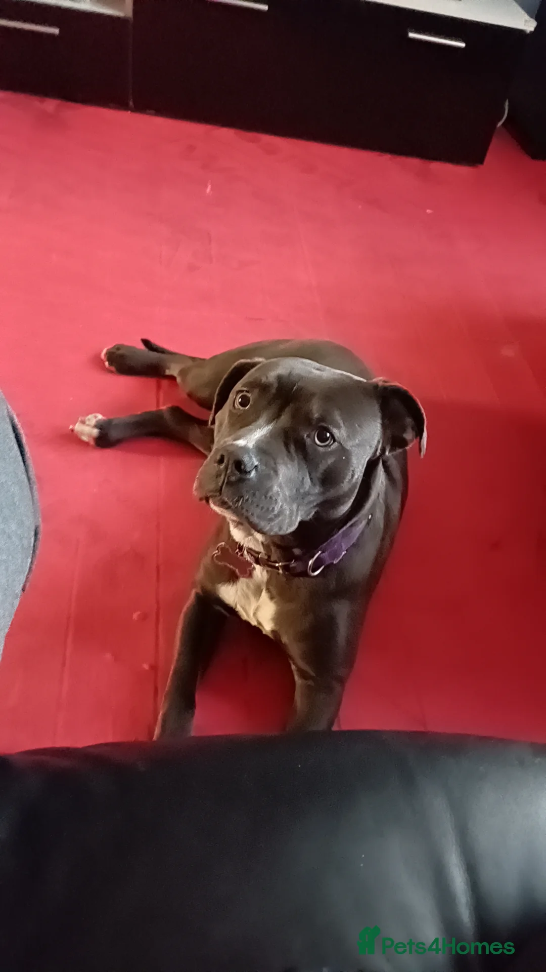 Staffordshire Bull Terrier dogs for sale: Staffordshire terrier  - Advert 6