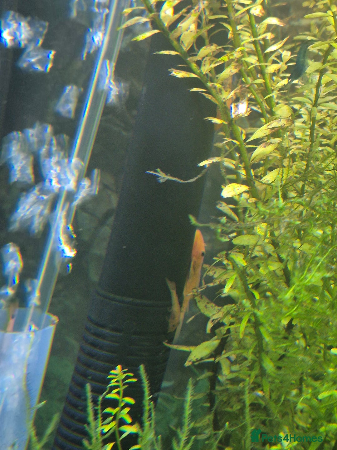 Plecos fish for sale: Red bristlenose pleco babies - Image 5