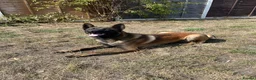 Mixed Breed dogs for sale: Belgium Malinois cross German Shepherds - Advert 2