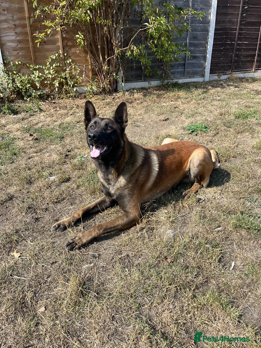 Mixed Breed dogs for sale: Belgium Malinois cross German Shepherds - Advert 2