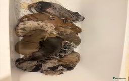 Olde English Bulldogge dogs for sale: 8 week old Olde English Bulldogges  - Advert 26