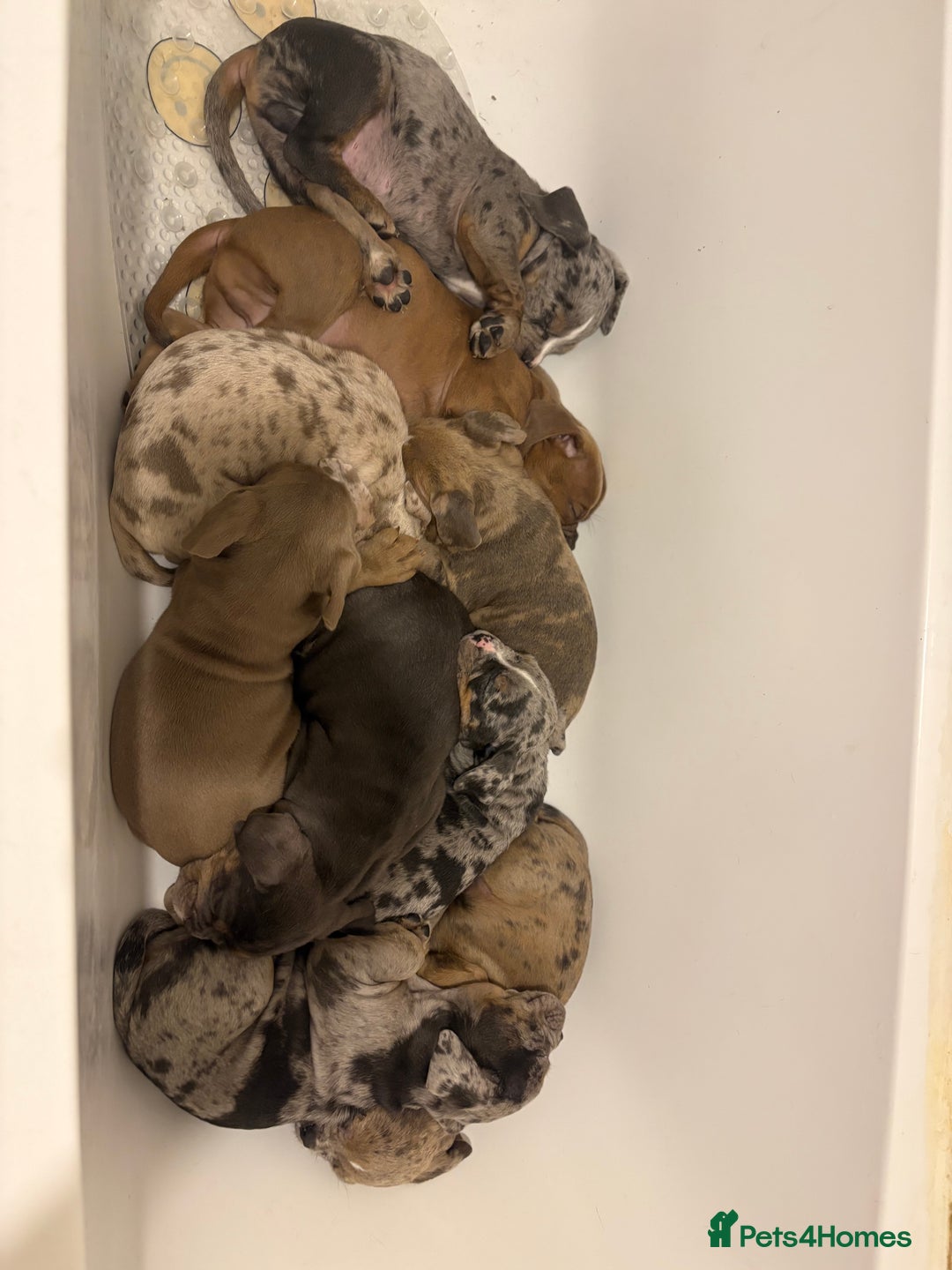 Olde English Bulldogge dogs for sale: 8 week old Olde English Bulldogges  - Advert 26