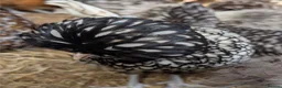 Chickens poultry for sale: Purebred Polish & USA Silkie Pekins Available  - Advert 15
