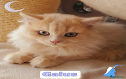 British Shorthair cats for sale: 🌞 last kitten Reduced PRICE British L/H boy  🐾 - Image 1