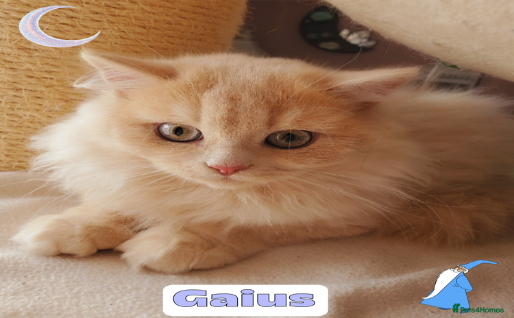 British Shorthair cats - Advert 1