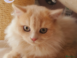 British Shorthair cats - Advert 20