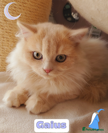 British Shorthair cats - Advert 1
