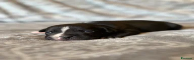 Staffordshire Bull Terrier Puppy 3