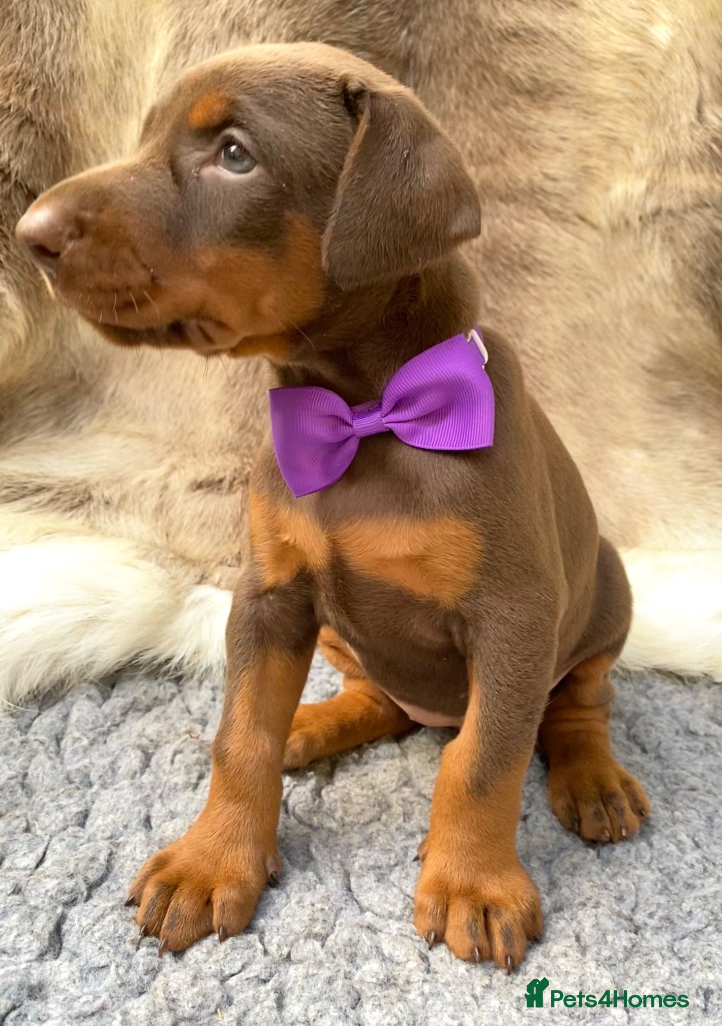 Dobermann dogs KC REG HEALTH TESTED EUROPEAN DOBERMAN PUPPIES - Advert 2
