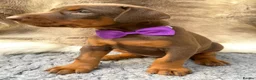 Dobermann dogs for sale: KC REG HEALTH TESTED EUROPEAN DOBERMAN PUPPIES - Advert 12