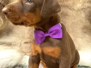 Dobermann dogs KC REG HEALTH TESTED EUROPEAN DOBERMAN PUPPIES - Advert 2