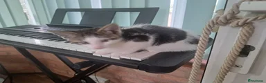 Kitten 4