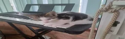 Mixed Breed cats for sale: Kittens looking for forever home  - Advert 3