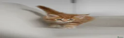 Maine Coon cats for sale: 5 Beautiful Russian Import Kittens TICA - Advert 7