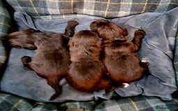 Sprocker dogs for sale: Stunning Sprocker Spaniel puppies  - Image 16