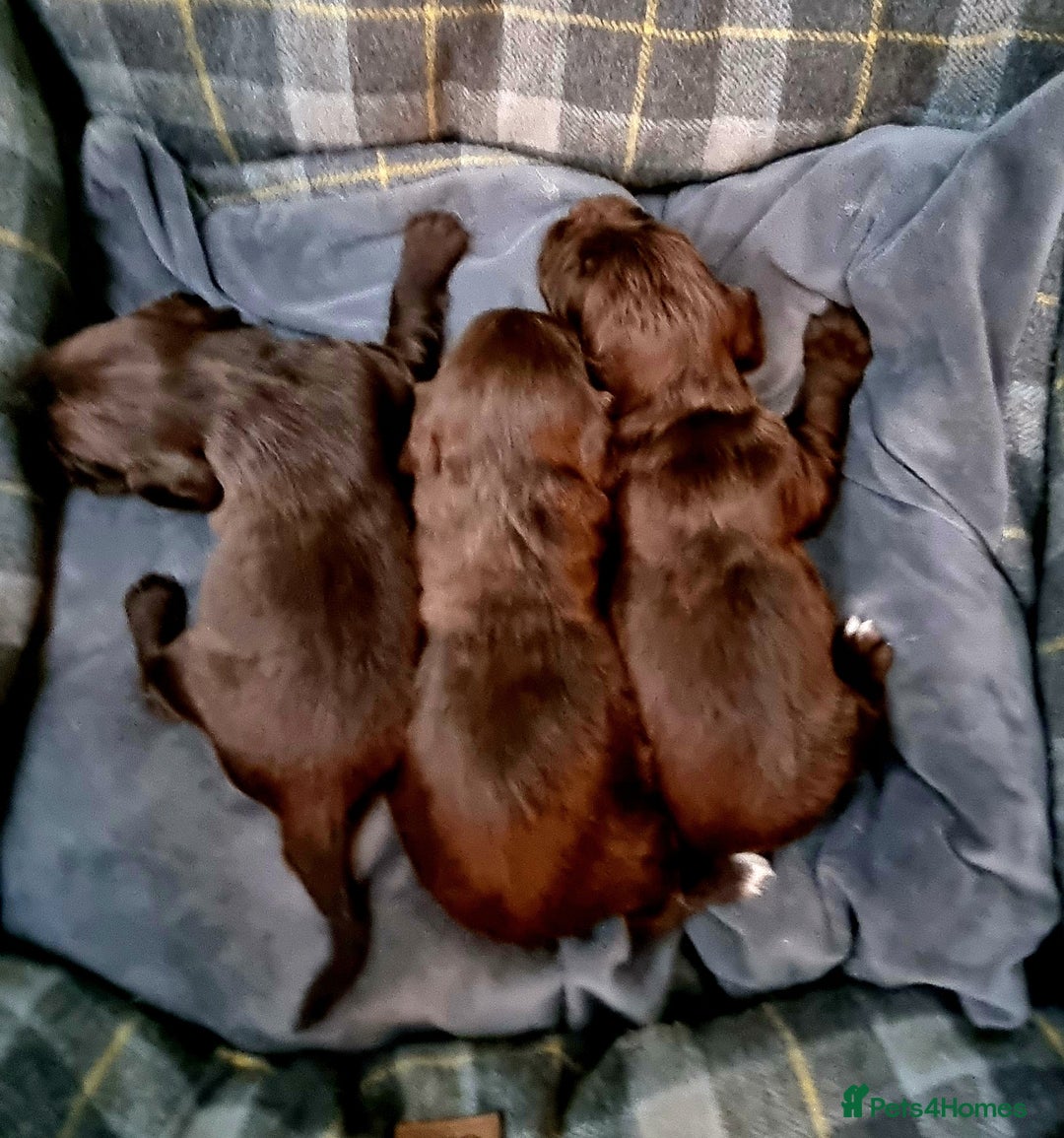 Sprocker dogs for sale: Stunning Sprocker Spaniel puppies  - Image 16