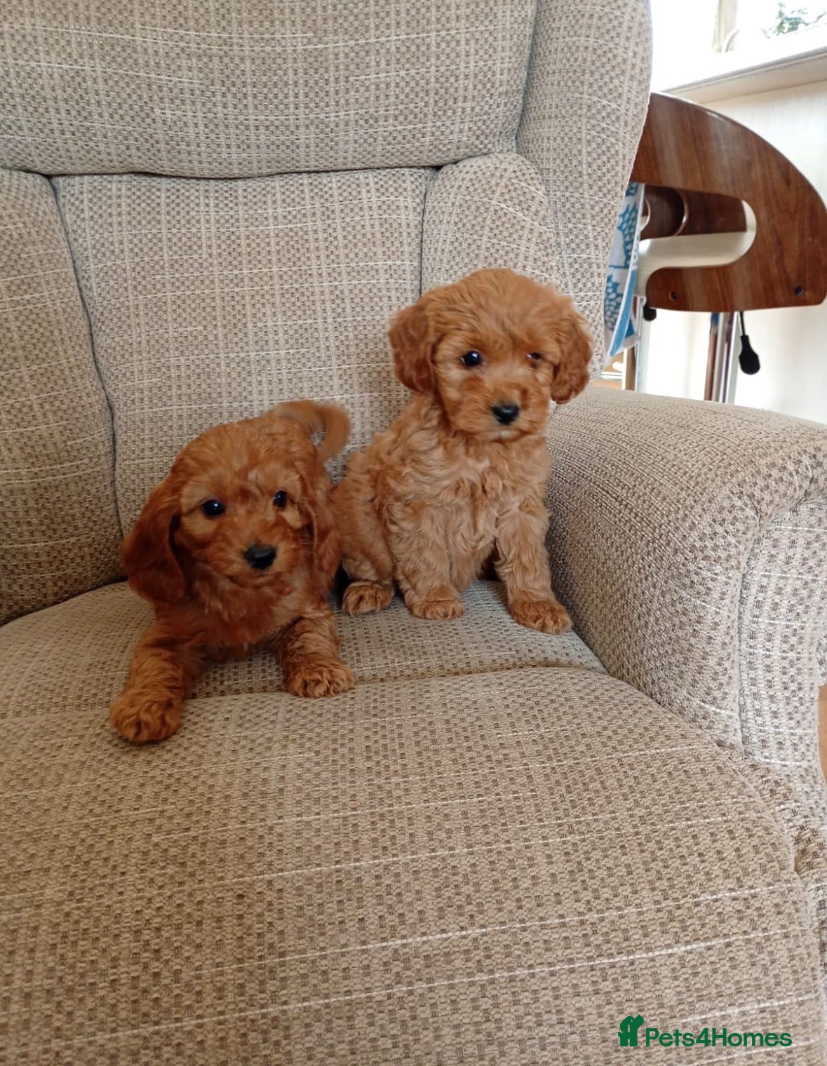 Cockapoo dogs Family-Raised Miniature Cockapoos  available now  - Advert 1