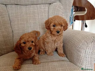 Cockapoo dogs Family-Raised Miniature Cockapoos available now - Advert 1