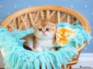 Scottish Fold cats Show Quality Scottish Kittens - Advert 6