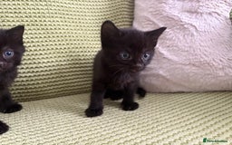 Domestic Shorthair cats for sale: 3 beautiful kittens  - Image 5