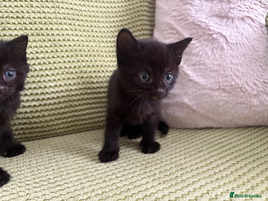 Domestic Shorthair cats for sale: 3 beautiful kittens  - Image 5