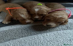 Cocker Spaniel dogs for sale: Working cocker Spainel puppys  - Image 8