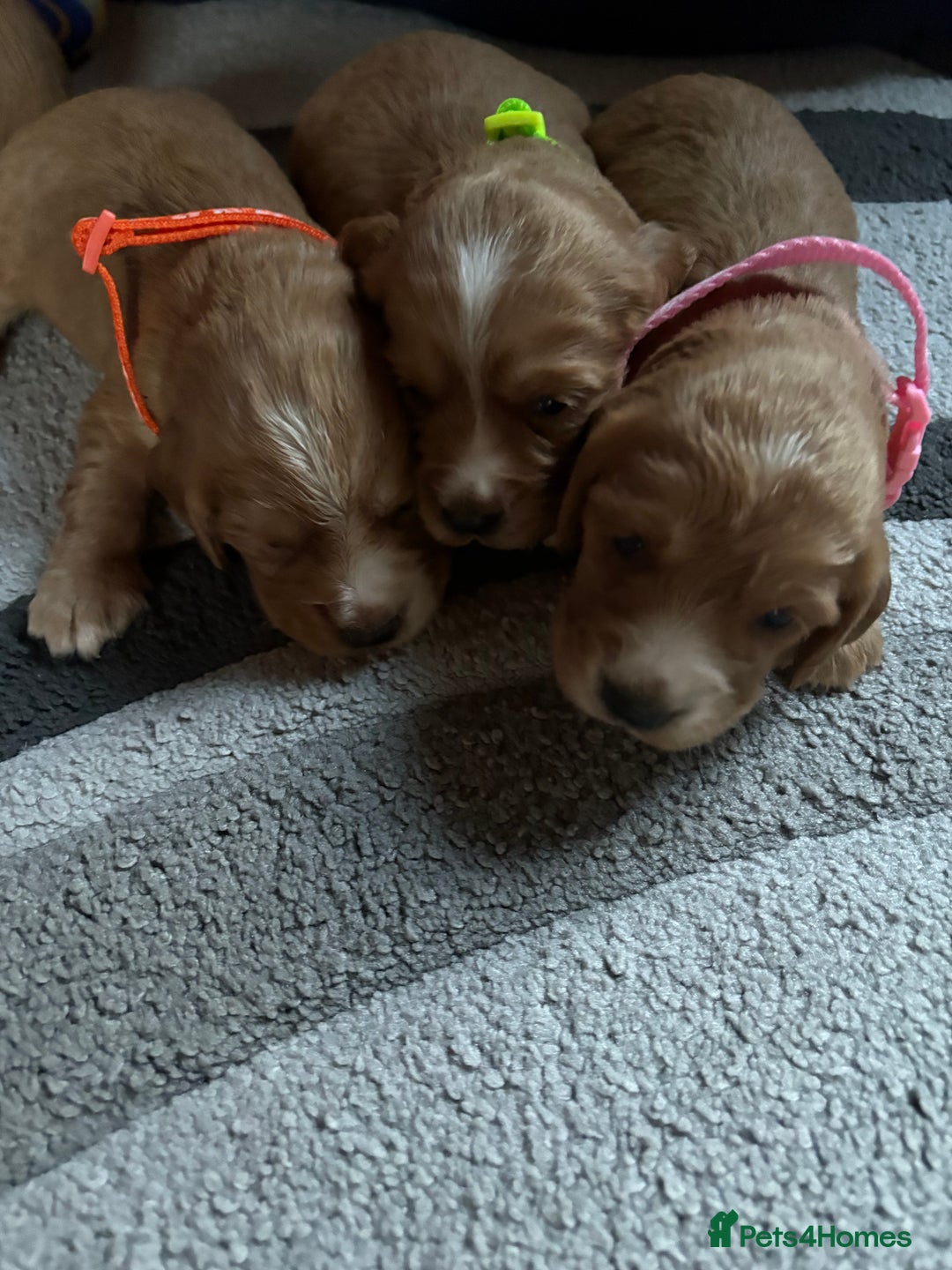 Cocker Spaniel dogs for sale: Working cocker Spainel puppys  - Image 8