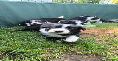 Border Collie dogs - Advert 13