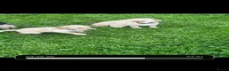 Cockerdor dogs for sale: Stunning Cockerdor puppies - Advert 6
