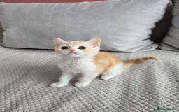 Scottish Fold cats for sale: Scottish Straight purebred kittens  - Image 6