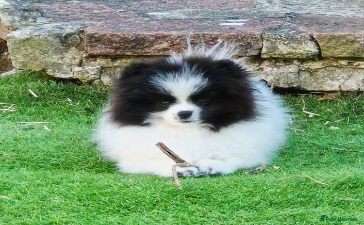 Pomeranian dogs - Advert 9