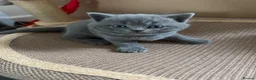 British Shorthair cats for sale: Beautiful Blue British shorthair kittens  - Advert 9
