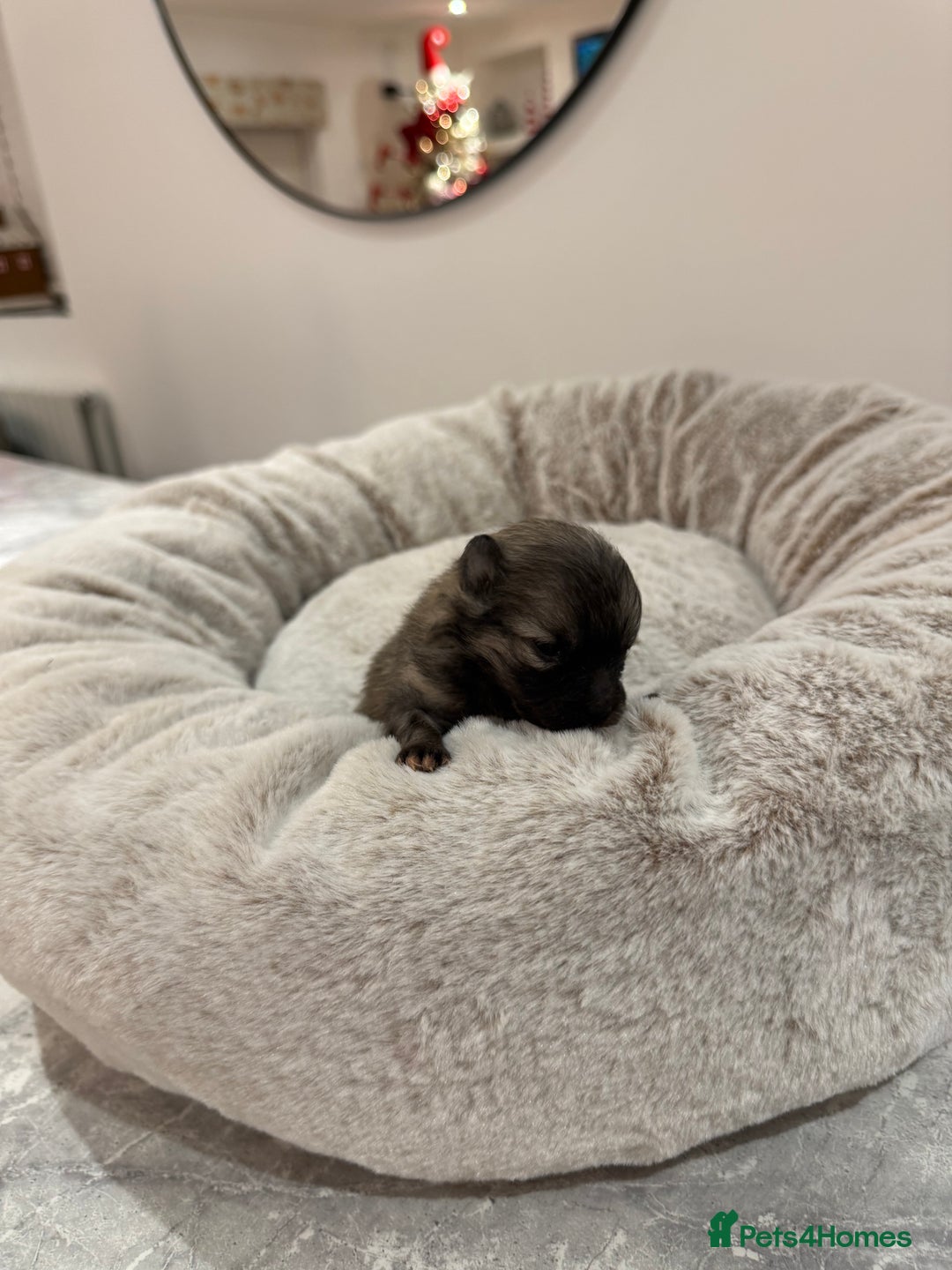 Pomeranian dogs for sale: Teddy Bear Pomerians  - Advert 12