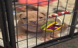 American Bully dogs for sale: Pocket bully female GREAT bloodline READY to leave - Image 23