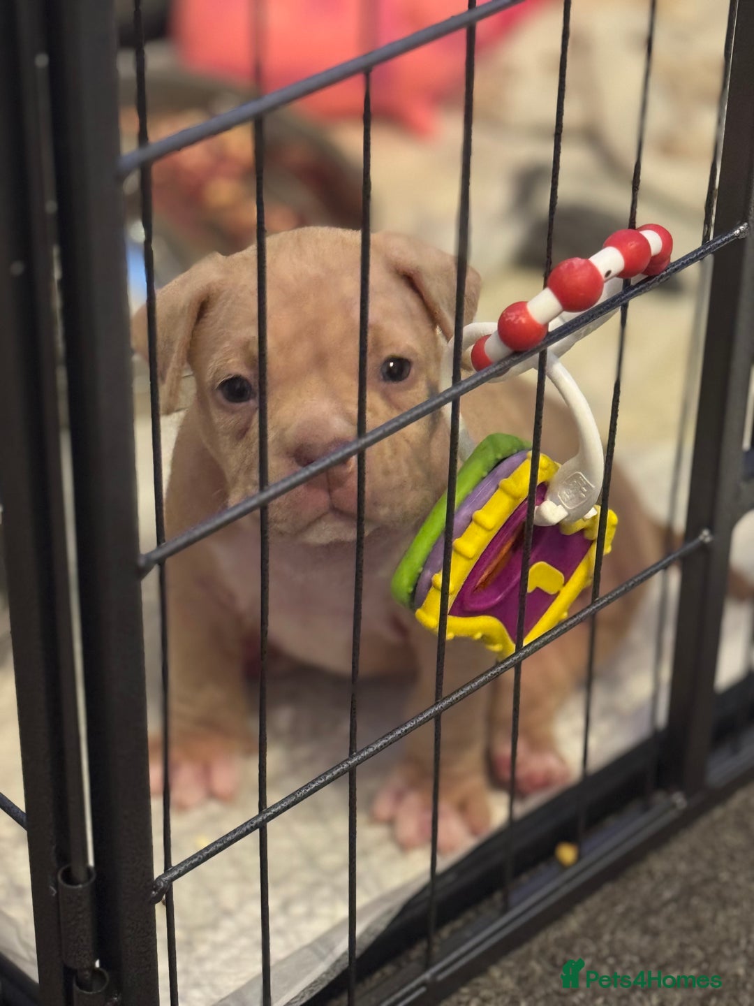 American Bully dogs for sale: Pocket bully female GREAT bloodline READY to leave - Image 23