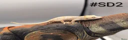 Gecko reptiles for sale: Orange blotch gargoyle gecko cb26 - Advert 3