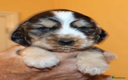 Cocker Spaniel dogs for sale: KC registered Cocker Spaniel puppies - Image 15