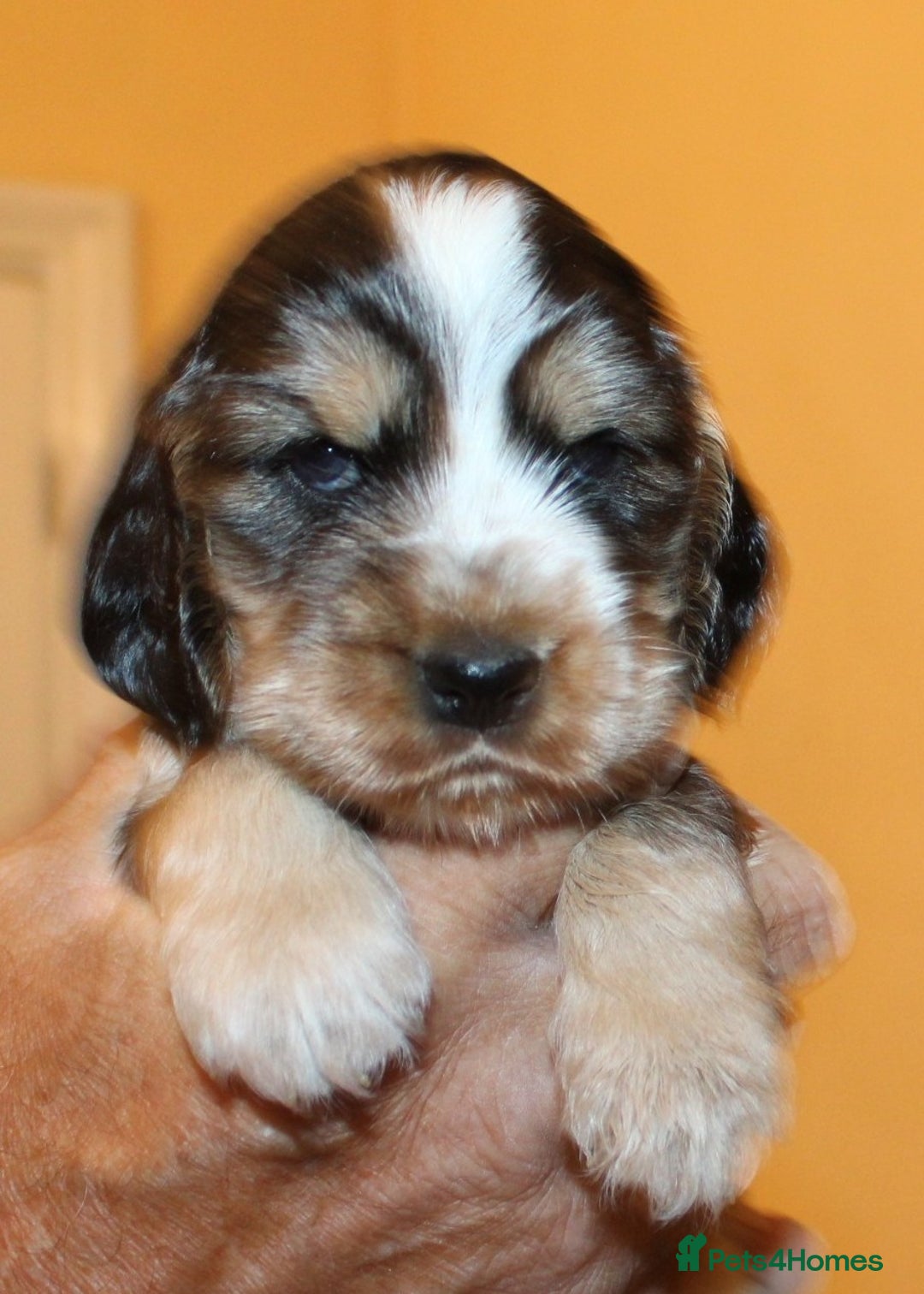 Cocker Spaniel dogs for sale: KC registered Cocker Spaniel puppies - Image 15
