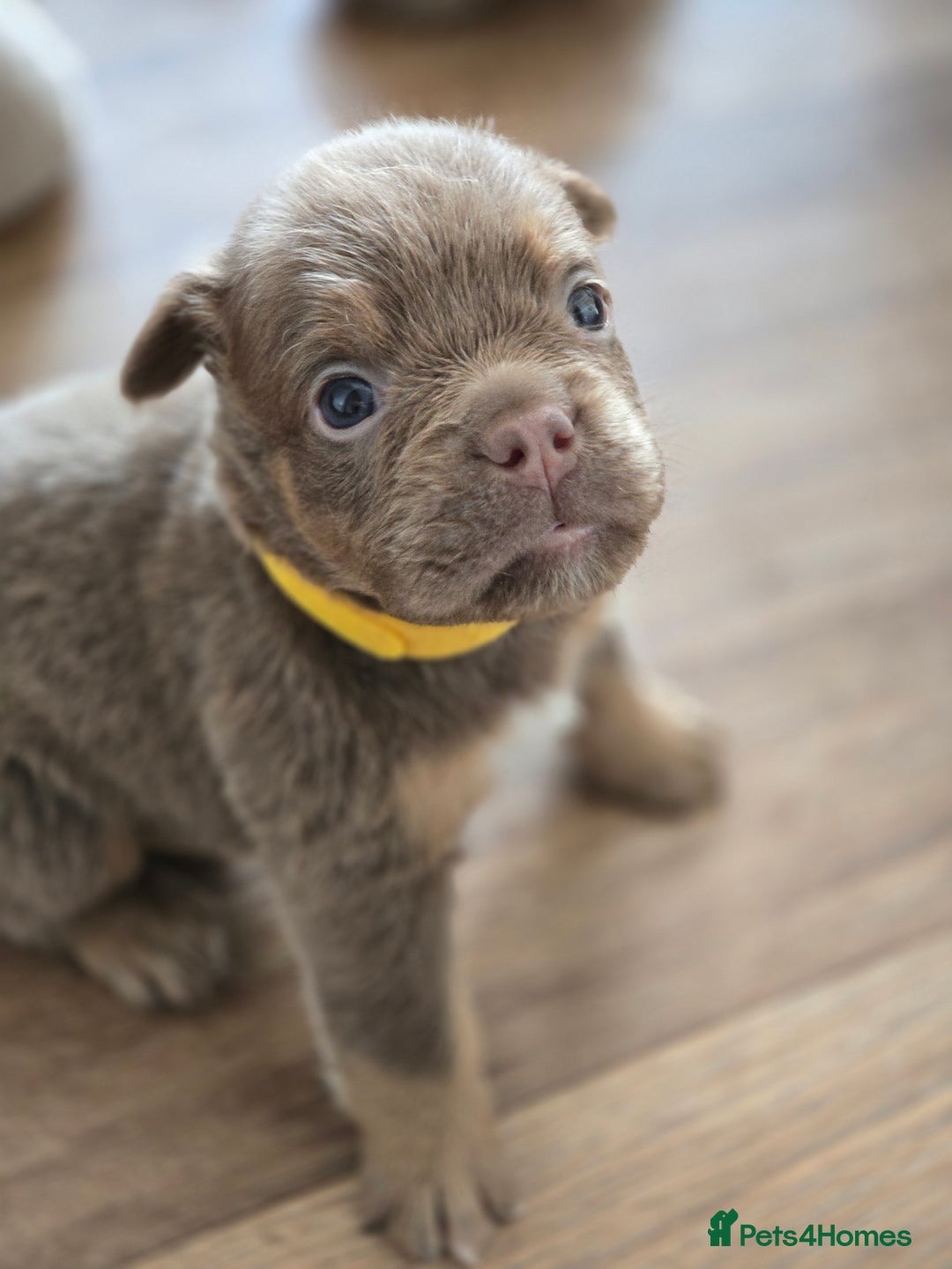 Olde English Bulldogge dogs for sale: Old english bulldoggee mammots - Image 15
