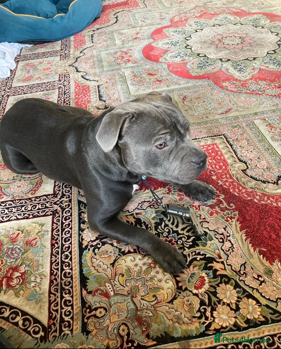 Staffordshire Bull Terrier dogs for sale: KC registered staffordshire bull terrier - Advert 9