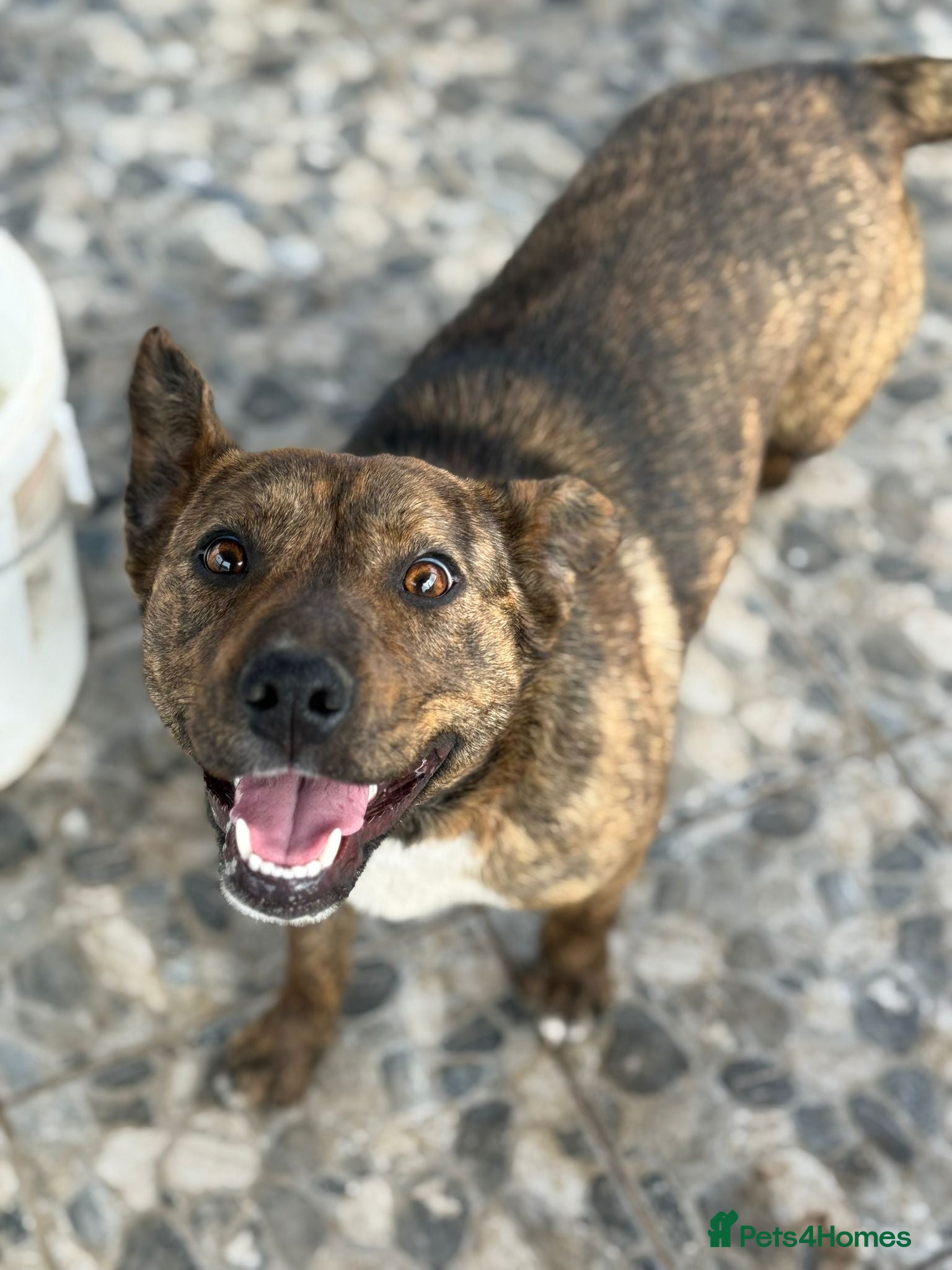 Mixed Breed dogs Cute Gina looking for a home - Advert 2