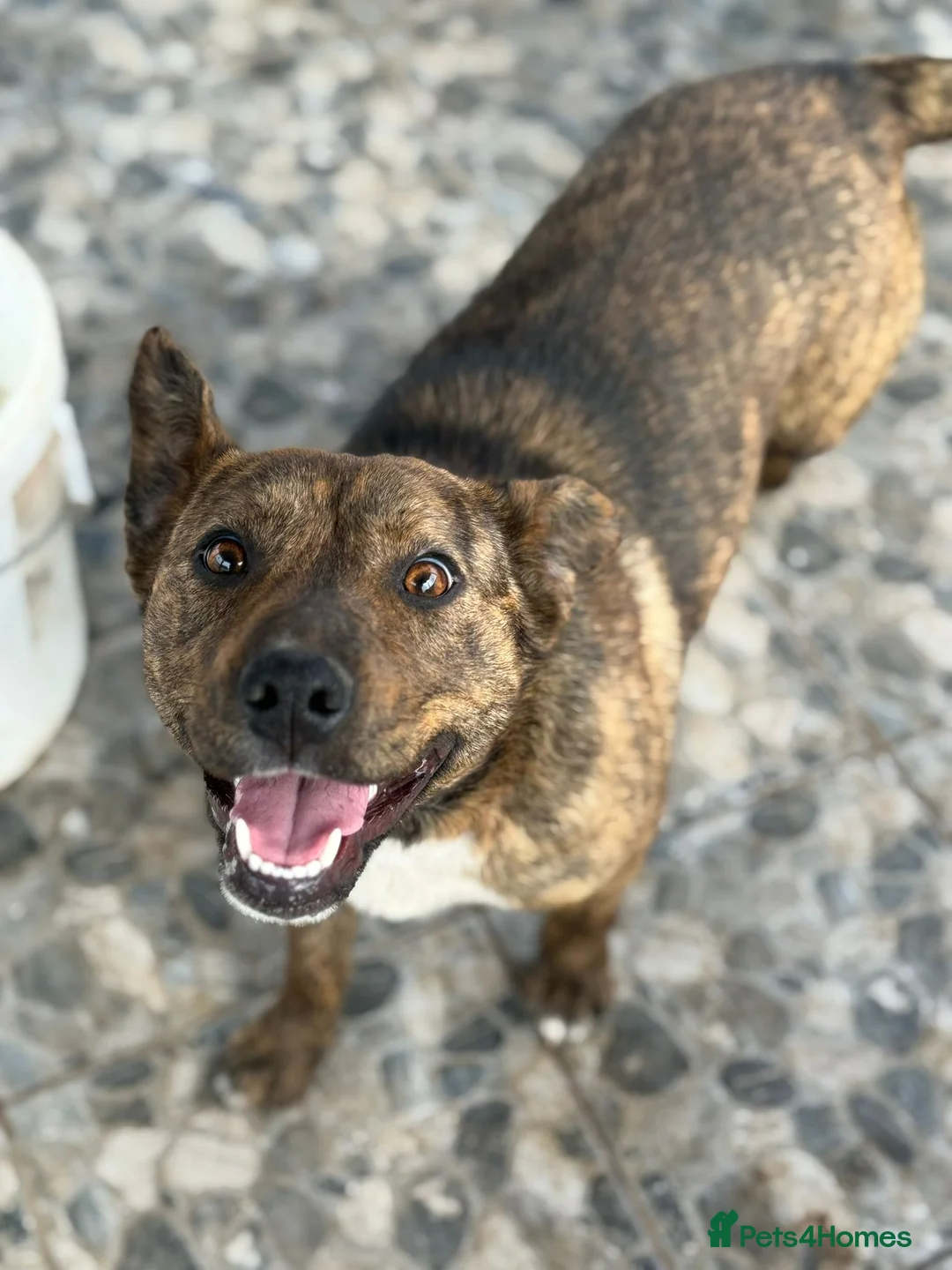 Mixed Breed dogs for adoption: Cute Gina looking for a home - Advert 1