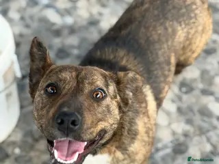Mixed Breed dogs Cute Gina looking for a home - Advert 1