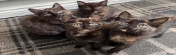 Mixed Breed cats for sale: 4 Beautiful kittens for sale - Advert 6