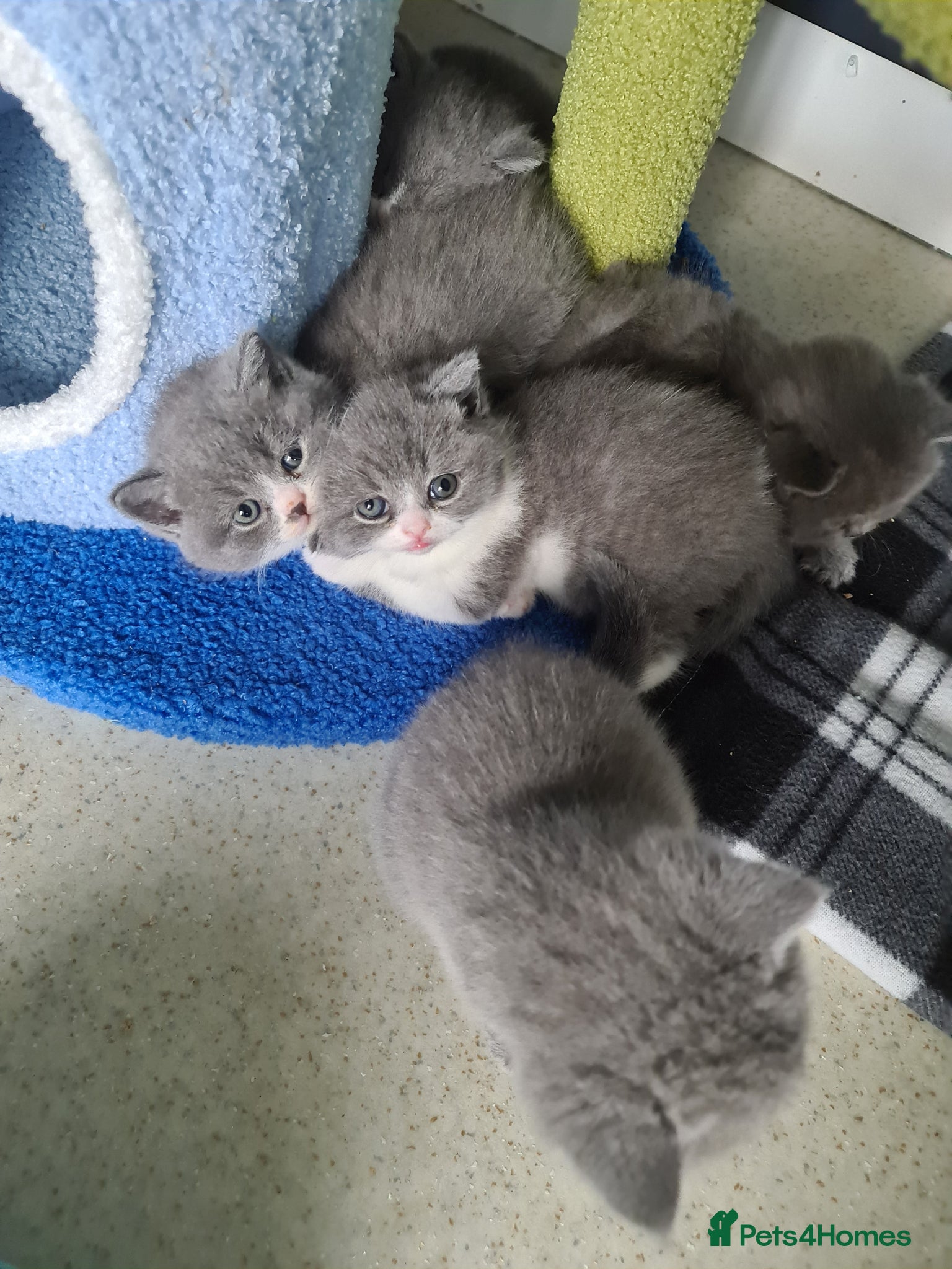 British Shorthair cats British shorthair kittens  - Advert 4