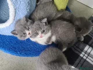 British Shorthair cats British shorthair kittens - Advert 4