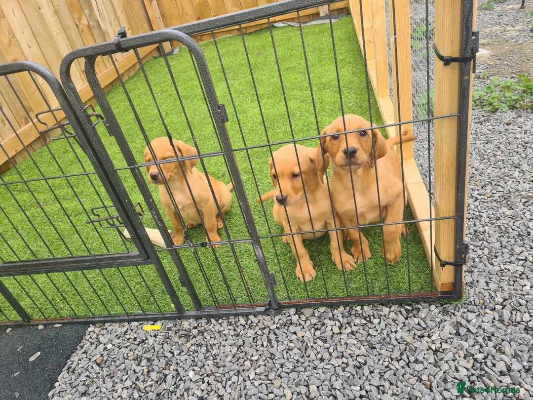 Labrador Retriever dogs for sale: KC Registered labradores ready to leave  - Image 31