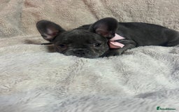 French Bulldog dogs for sale: French bulldogs 2 females remaining  - Advert 12