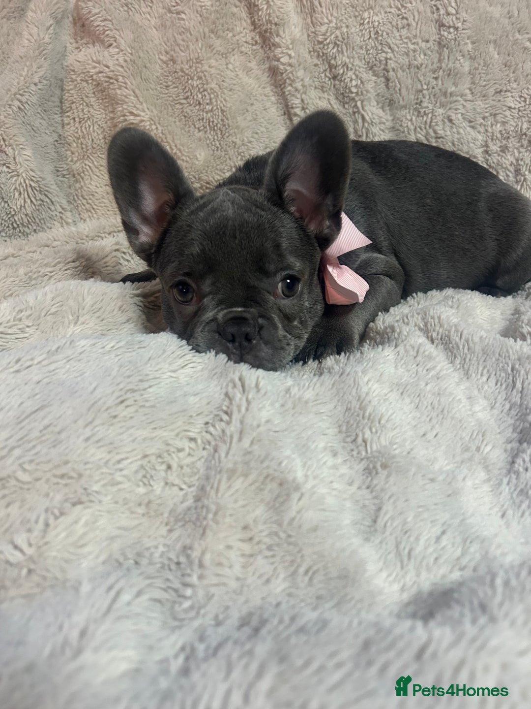 French Bulldog dogs for sale: French bulldogs 2 females remaining  - Advert 12